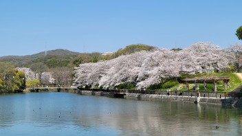 春満開　毎週土日はスズキの日！